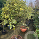 Ligustrum luc. 'Excelsum Superbum' 140-160 cm container meerstammig