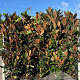 Magnolia grandiflora 160-180 cm 35L