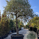 Olea europaea hoogstam container solitair