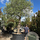 Olea europaea hoogstam container solitair