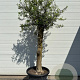 Olea europaea GM cont. 65L