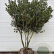 Osmanthus heterophyllus 175-200 cm cont. 240L meerstammig dakvorm