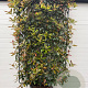 Photinia fraseri 'Red Robin' GM cont. 70L lage leivorm