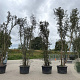 Quercus suber 450-500 cm container meerstammig