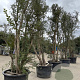 Quercus suber 450-500 cm container meerstammig
