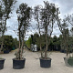 Quercus suber 450-500 cm container meerstammig