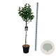 Syringa v. Beauty of Moscow 90 cm stam 15L