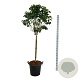 Syringa v. Beauty of Moscow 120 cm stam cont. 55L extra