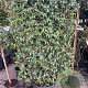 Trachelospermum jasminoides 100-150 cm container lage leivorm