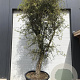 Trachelospermum jasminoides 100-150 cm container lage leivorm
