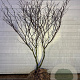 Cornus controversa 150-175 cm met kluit