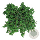 Juniperus comm. 'Green Carpet' 40-50 cm 6L