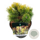 Pinus mugo 'Winter Gold' 15-20 cm