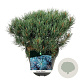 Pinus sylv. 'Watereri' 30-40 cm 15L
