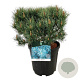 Pinus sylv. 'Watereri' 40-50 cm 15L