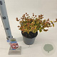 Abelia grandifl. Sunshine Daydream 25-30 cm 2,0L