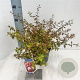 Abelia grandifl. Sunshine Daydream 25-30 cm 2,0L