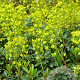 Euphorbia amygdal. robbiae GM P9