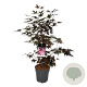 Acer pal. 'Bloodgood' 60-80 cm 10L