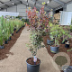 Acer pal. 'Bloodgood' 80-90 cm 35L