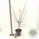Acer pal. Brown Sugar 80-100 cm 10L