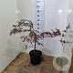 Acer pal. 'Garnet' 60-80 cm 12L
