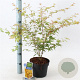 Acer pal. 'Sangokaku' 50-60 cm 3,0L