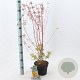 Acer pal. 'Sangokaku' 50-60 cm 3,0L