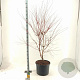 Acer pal. 'Sangokaku' 100-125 cm 35L