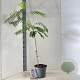 Albizia julibr. Ombrella 50-60 cm 5,0L met stok