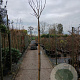 Albizia julibr. Ombrella 200 cm stam 20L 8-10