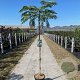 Albizia julibr. Tropical Dream 175-225 12L 150 cm stam