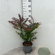 Berberis thunb. 'Atropurpurea' 40-60 cm 5,0L