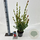 Callistemon vimin. Inferno 30-40 cm 2,0L
