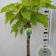 Catalpa bignonioides 'Aurea' 120 cm stam 7,5L
