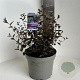 Ceanothus 'Tuxedo' 30-40 cm 5,0L