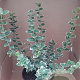 Euonymus fort. 'Emerald Gaiety' 15-20 cm C1.3