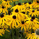 Rudbeckia f. 'Goldsturm' GM P9