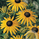 Rudbeckia f. 'Goldsturm' GM P9