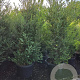 Ilex crenata 'Green Hedge' 200-225 cm cont. 90L