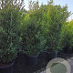 Ilex crenata 'Green Hedge' 200-225 cm cont. 90L