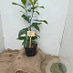 Magnolia grandiflora 40-60 cm 7,5L