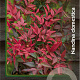 Nandina domestica 60-80 cm 20L