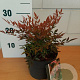 Nandina d. 'Gulf Stream' GM 2,0L