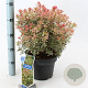 Pieris jap. 'Little Frosty' 30-40 cm 5,0L