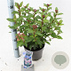 Viburnum tin. Spirit 30-35 cm 3,0L