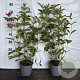 Weigela 'Bristol Ruby' 40-60 cm 2,0L