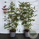 Weigela 'Bristol Ruby' 60-80 cm 2,0L