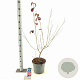 Cornus k. 'Satomi' 60-80 cm 7,5L
