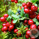 Vaccinium vitis-id. 'Red Candy' 12-15 cm P12